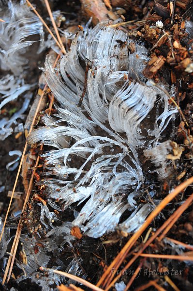 RJH_6589.JPG - Awesome sight of the day winner:  Strands of ice pushing out the soil, against gravity. They sure resemble helctites found in Black Chasm, except these are ice, helectites are calcium carbonate. I'll have to do some research to understand how the cohesive forces of water paly into this creation.
