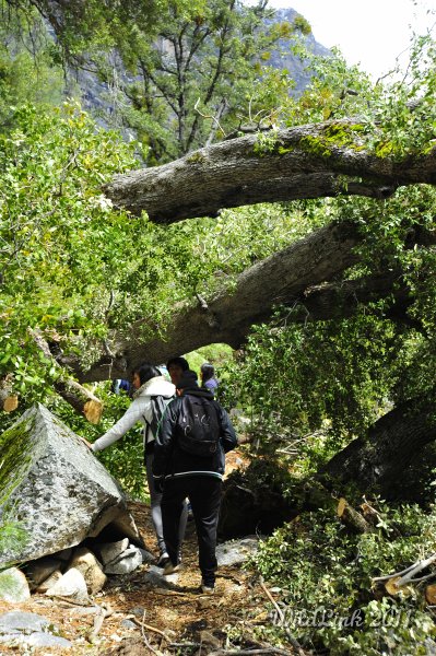 _RJH0013.JPG - Limbo rock.