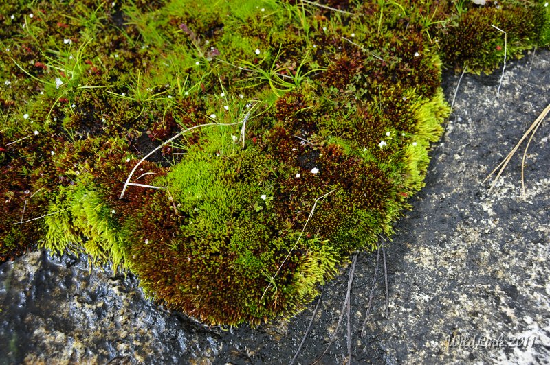 _RJH0071.JPG - Snow pellets on the moss.