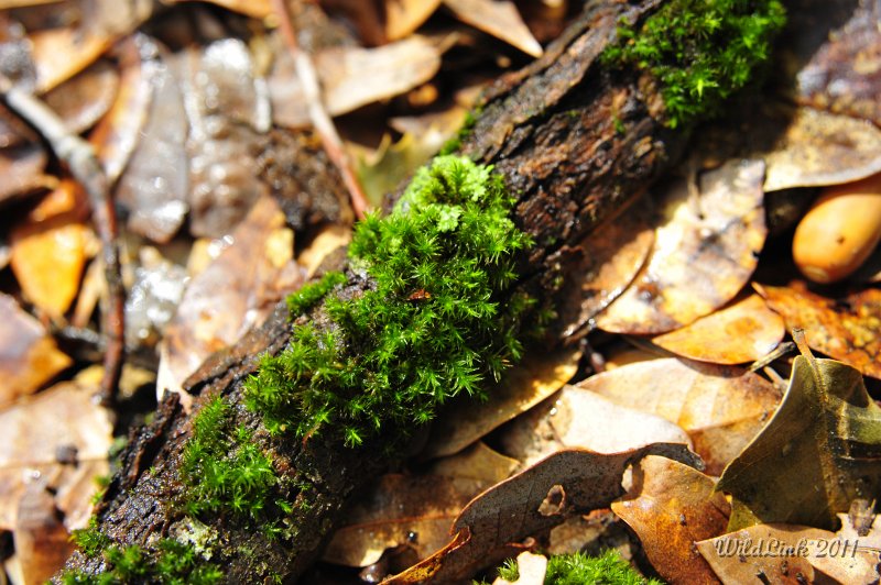 _RJH0100.JPG - Pretty contrast of mosses and dead oak leaves.