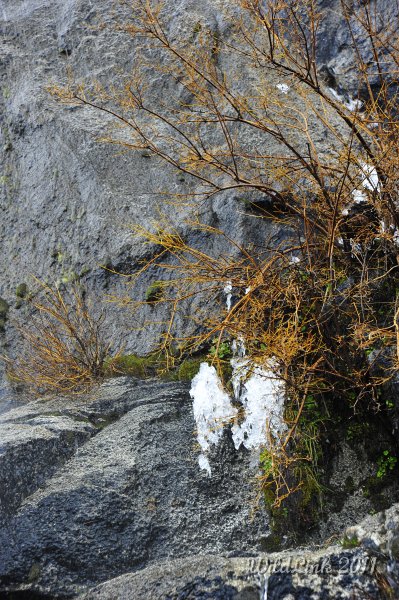 _RJH9942.JPG - Ice blobs hang off a tree next to a small waterfall.