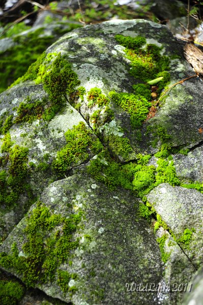 _RJH9947.JPG - I thought this rock really evoked teh spring-time feel.