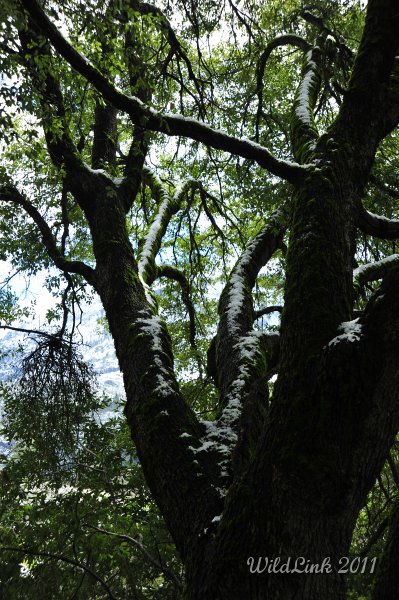 _RJH9949.JPG - An oak with a dusting of snow from the previous night's storm.