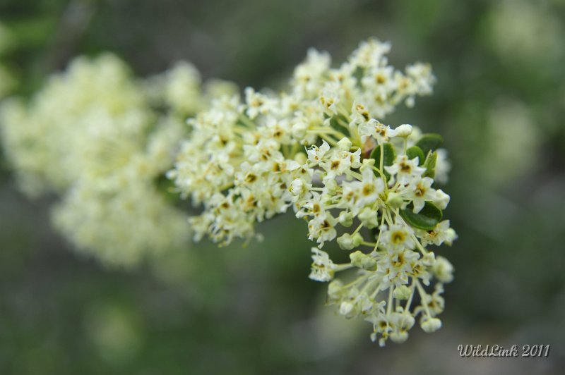 _RJH9961.JPG - Don't know these blossoms, but there were a lot of them!
