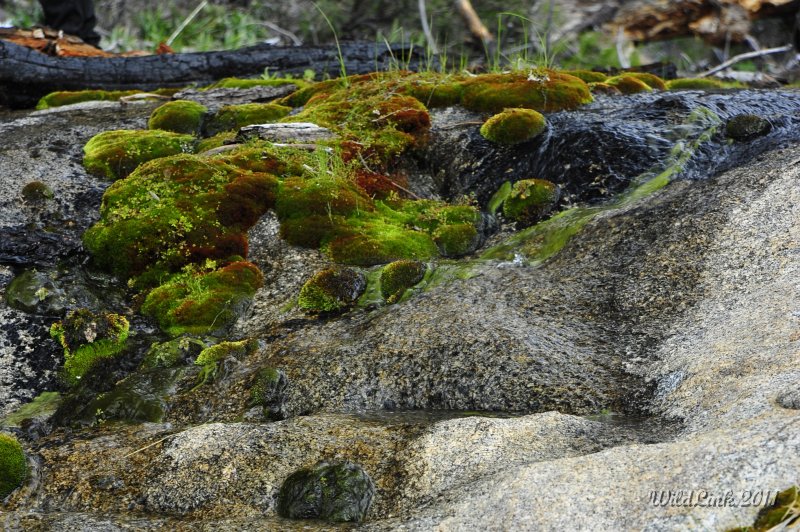 _RJH9990.JPG - Mossy.