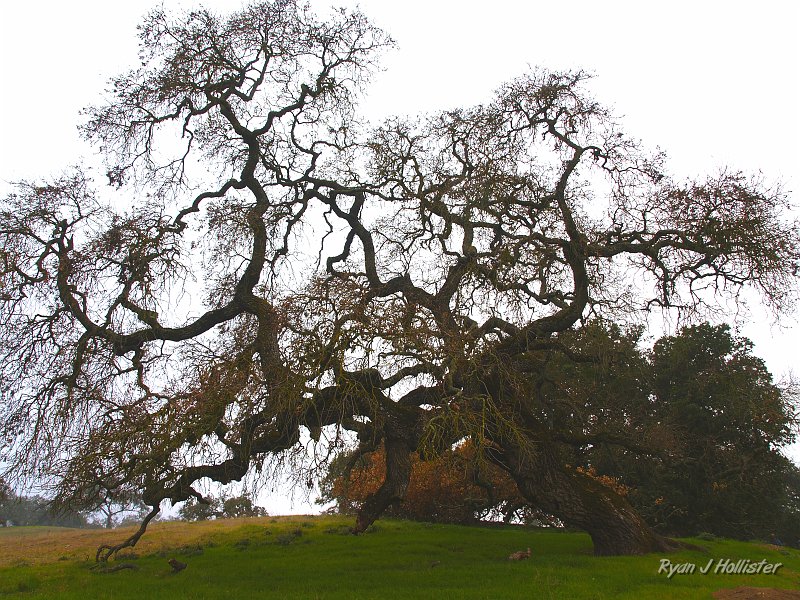 pacheco_120509_1027.JPG - Another amazing oak.
