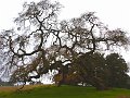 pacheco_120509_1027