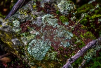 I went crazy with the HDR on this lichen and moss-covered chunk of latite. : Geology Trip, Jamestown, MJC Geology, latite, southern motherlode, table mountain, vernal pool