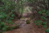 These trees were benign, but mark my word you'll likely find some poison oak on this trail in the spring.  Hard to tell this time of year with no leaves. : Geology Trip, Jamestown, MJC Geology, latite, southern motherlode, table mountain, vernal pool