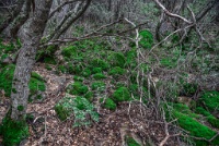 The trail zigs and zags steeply over scree and rockfall.  Water flowing off of the mountain during the rainy season and under the rocks creates an amazing microclimate for many mosses and plants. : Geology Trip, Jamestown, MJC Geology, latite, southern motherlode, table mountain, vernal pool
