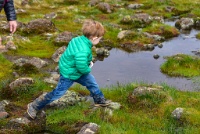 After riding on my back for a majority of the hike, Z was finally free to roam and explore the Vernal Pools atop the mountain. : Geology Trip, Jamestown, MJC Geology, latite, southern motherlode, table mountain, vernal pool