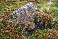 I don't yet know enough about the ecology of the vernal pools and thin soils atop the mountain to make an informed comment.  The rocks are awesome though. : Geology Trip, Jamestown, MJC Geology, latite, southern motherlode, table mountain, vernal pool
