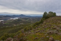 The pile of trees is where the trail pops out of the mountain. : Geology Trip, Jamestown, MJC Geology, latite, southern motherlode, table mountain, vernal pool