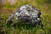 RJH 0676 : Geology Trip, Jamestown, MJC Geology, latite, southern motherlode, table mountain, vernal pool