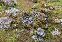 This looks to be the remnants of a large rock that has weathered down to the small chunks in the middle of the moss ring.  I'm sure some of the bigger pieces were scattered by people. : Geology Trip, Jamestown, MJC Geology, latite, southern motherlode, table mountain, vernal pool