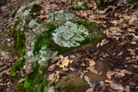 RJH 0719 : Geology Trip, Jamestown, MJC Geology, latite, southern motherlode, table mountain, vernal pool