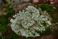 RJH 0722 : Geology Trip, Jamestown, MJC Geology, latite, southern motherlode, table mountain, vernal pool