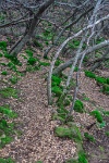 The trail back down. : Geology Trip, Jamestown, MJC Geology, latite, southern motherlode, table mountain, vernal pool