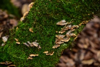 RJH 0735 : Geology Trip, Jamestown, MJC Geology, latite, southern motherlode, table mountain, vernal pool