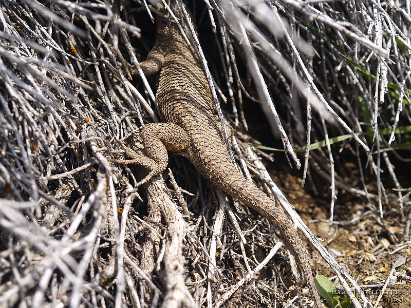 _4188557.JPG - Our lizard friend was a bit bashful.