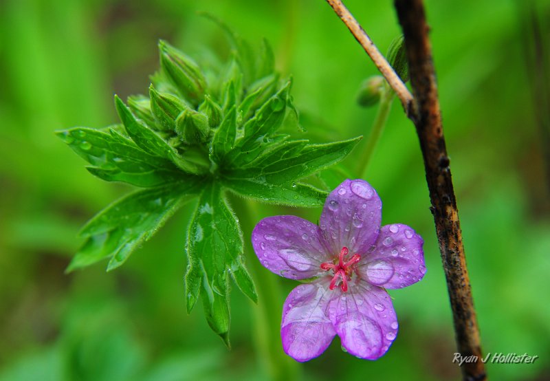RJH_2647.JPG - Primrose?