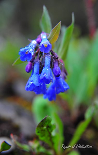RJH_2653.JPG - I really need to learn my wildflowers.