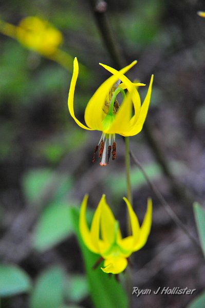 RJH_2695.JPG - Snow lily near Clark River.