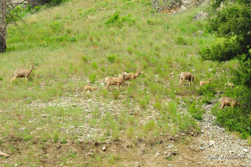 RJH_2863.JPG - Zoom crop to show BABY lambs.