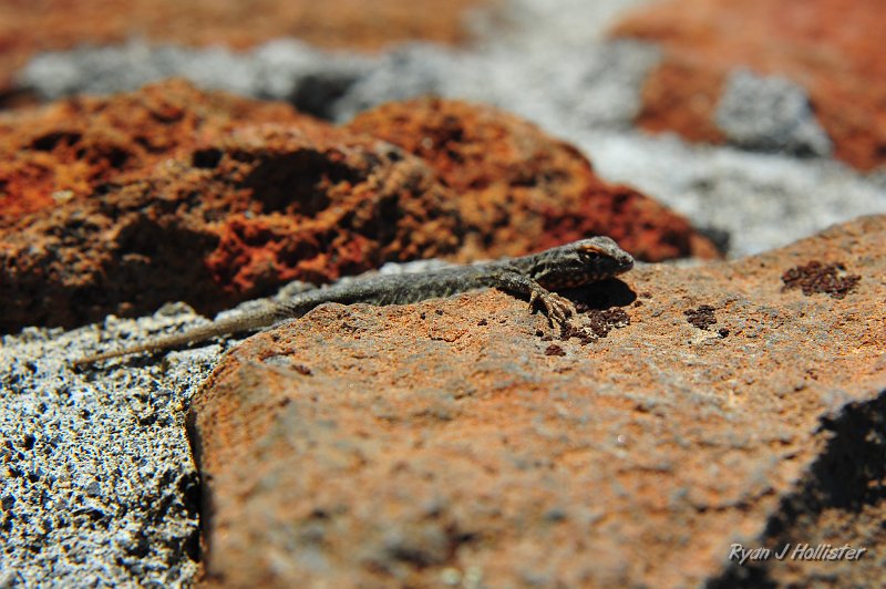RJH_2883.JPG - Leapin lizzards.
