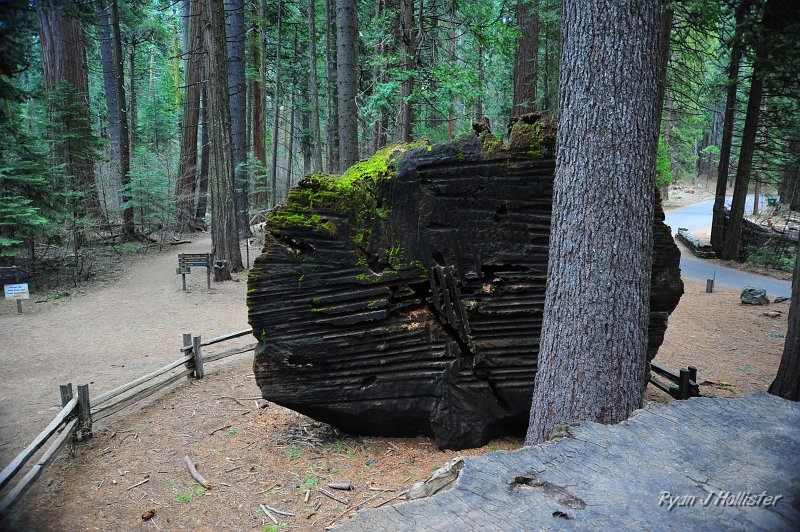 RJH_2191.JPG - In one of the craziest travesties to occur within what would become Calaveras Big Trees, this huge sequoia was cut down and debarked in 1853.  Its bark was then reassembled as part of a traveling attraction.  The huge stump, from where I took this photo was turned into a dance-floor.