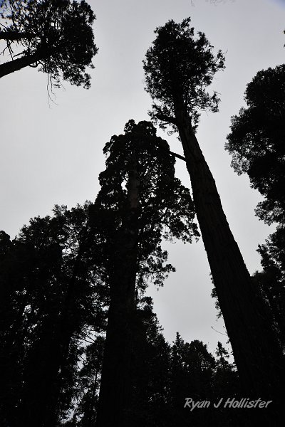RJH_2196.JPG - These GIANT sequoias have earned their names.
