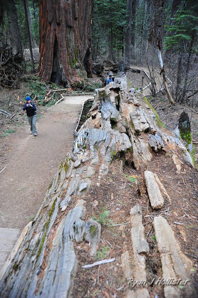 RJH_2212.JPG - This fallen sequoia can be walked on top of or....