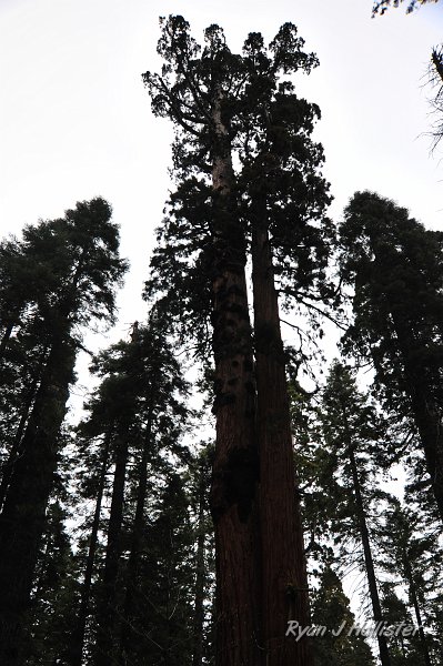 RJH_2218.JPG - Sequoias have very distinctive crowns... similar to a pyramid.