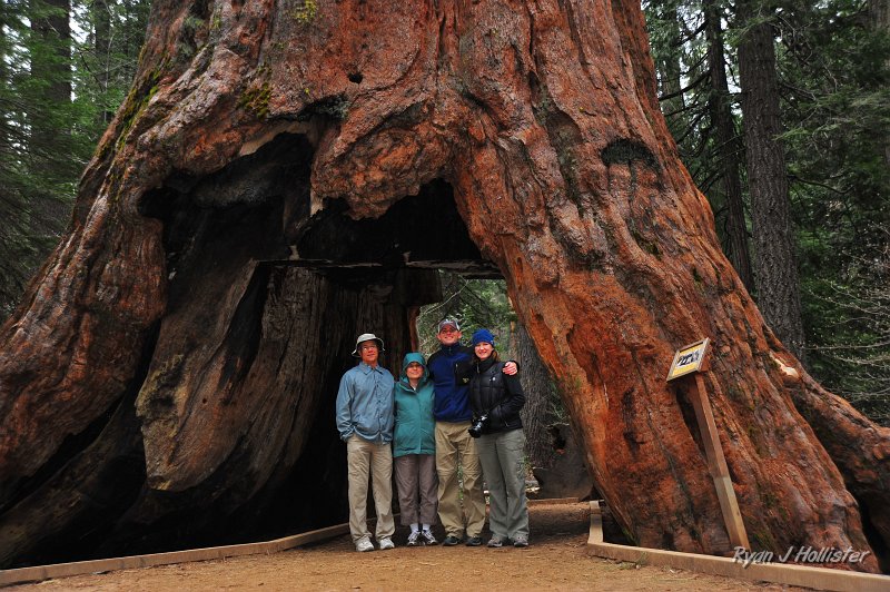 RJH_2222.JPG - Pioneer Cabin Tree.  This poor tree had a tunnel cut through it to attract visitors ca. 1870.  Now the tree is slowly dying and not enough nutrients reach the top of its crown.  But since the damage has been done, we took our Mother's Day photo here and promised to tell of the horrible demise of such a majestic tree.