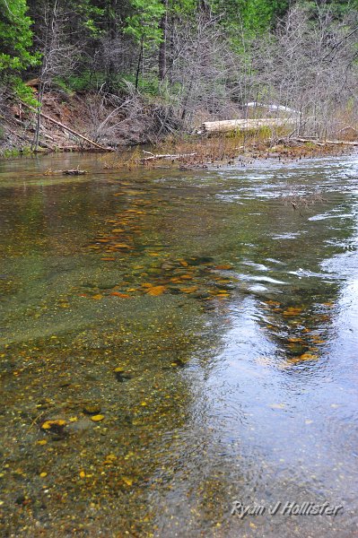 RJH_2226.JPG - After hiking the North Grove, and with a cold storm pushing in, we decided to drive the length of the park road down to Beaver Creek.  We didn't see any fish, but it was cold and we didn't look too hard.