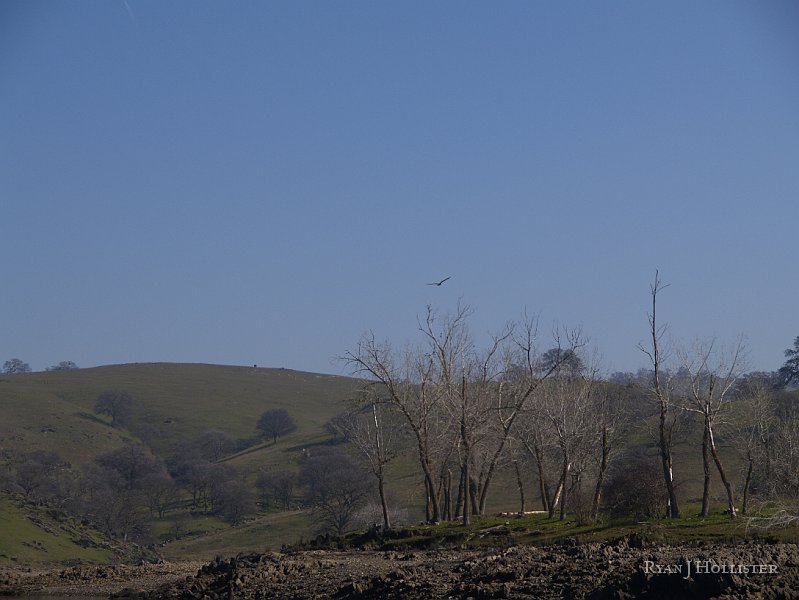 _1316475.JPG - This time of year there are usually several pairs of osprey and bald eagles at McSwain.  The bird flying in the middle of the picture is an immature bald eagle.