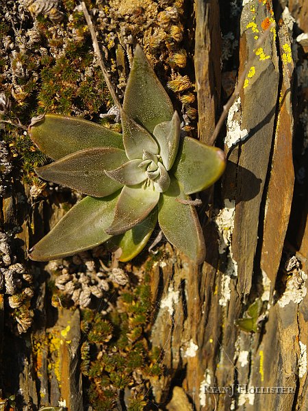 _1316479.JPG - An interesting succulent soaks-up the sun.