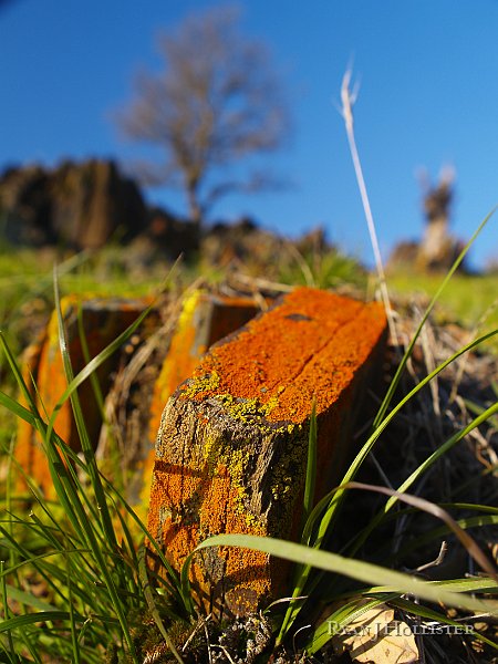 _1316484.JPG - The meta-sedimentary rocks were just covered in orange and chartreuse lichen.