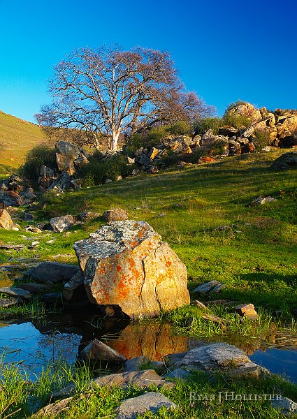 _1316490.JPG - Time to reflect on the short-lived beauty of the sierra foothills.