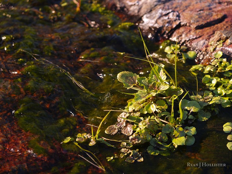 _1316541.JPG - Close-up of the previous creek.
