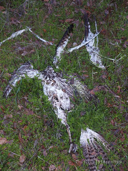 _1316560.JPG - Another hawk?  What gives?