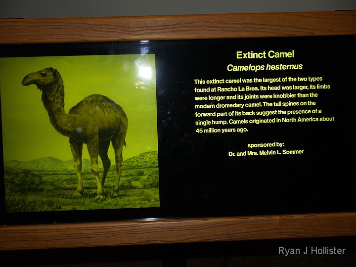 _C075813.JPG - Huh? Camels in california??