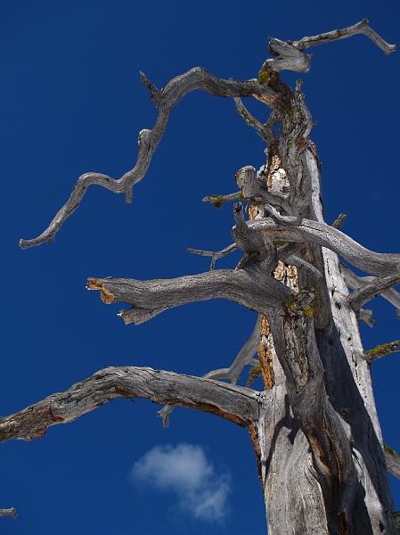 _4051556.JPG - I liked the cloud under this snag.