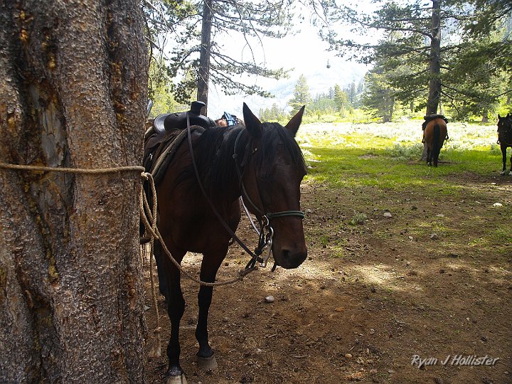 _6300027.JPG - This was my horse.  I never even knew her name.  She was small & frequently annoyed by Laura's horse's melodic farts.