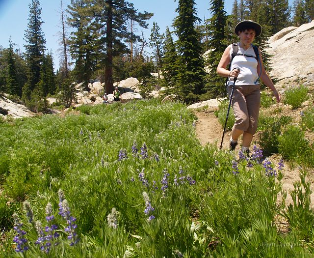 _7074035.JPG - My mom loves walking through the lupine.  Unfortunately, we were about five days too early for the good blooms.