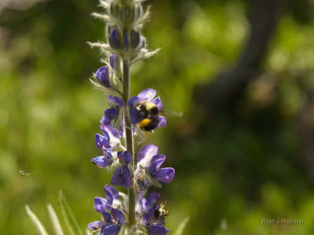 _7074039.JPG - I just missed focusing-in on the bee, but check out the little insect on the left flying-in.