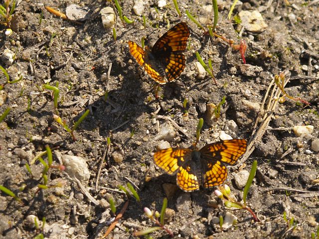 _7074100.JPG - I think these are Northern Checkerspot butterflies