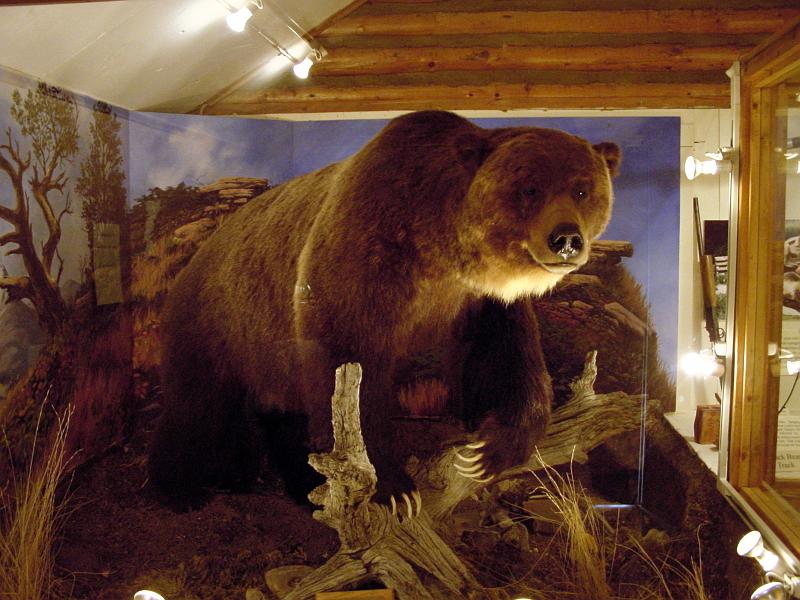DSC00369.JPG - A dno museum with stuffed grizzly.  Hey, it's Montana.