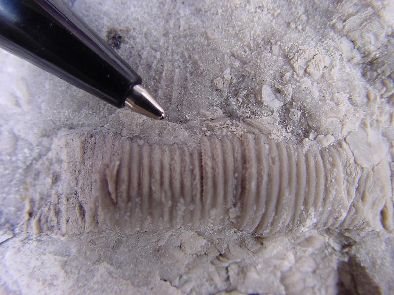 DSC00374.JPG - Crinoid fossils were abundant in this limestone.