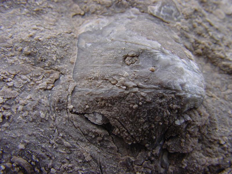 DSC00377.JPG - This fossil looked like a smiling salmon to me.